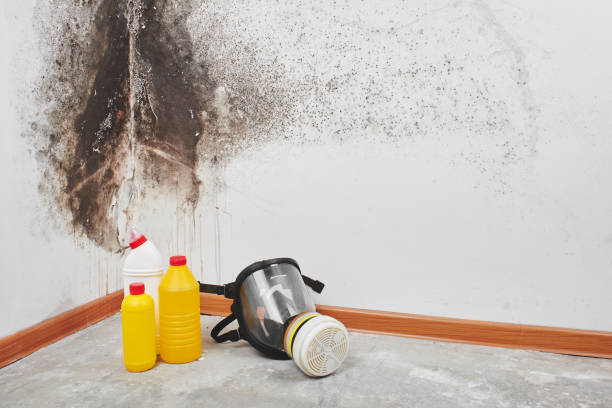 Best Post-Flood Mold Remediation in Rutgers University Livingston Campus, NJ
