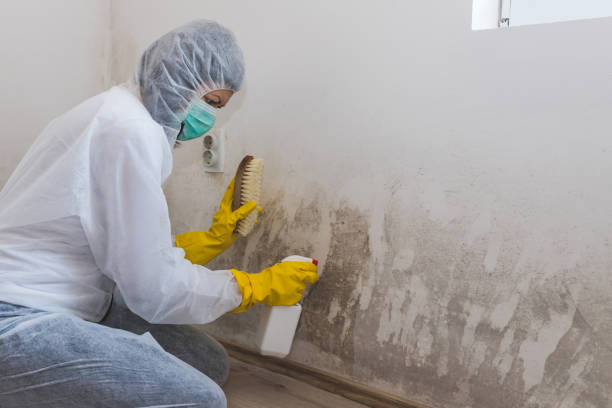 Best Insurance-Related Mold Remediation in Rutgers University Livingston Campus, NJ