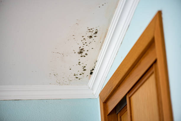 Best White Mold Remediation in Rutgers University Livingston Campus, NJ