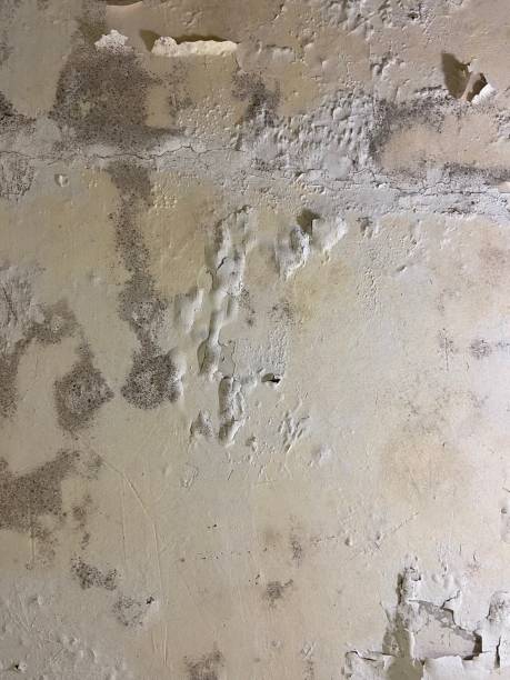 Best Industrial Mold Remediation in Rutgers University Livingston Campus, NJ