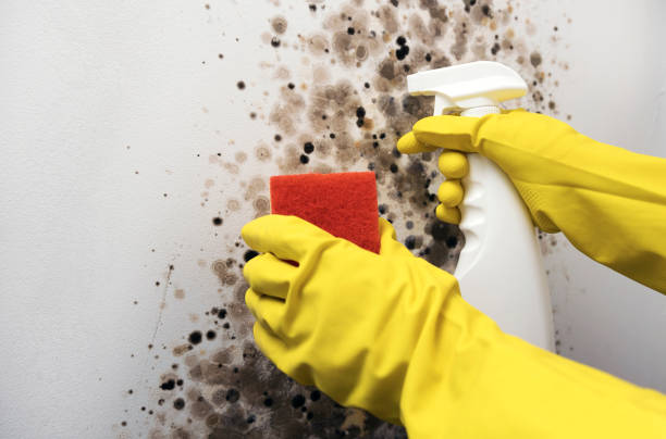 Best Basement Mold Remediation in Rutgers University Livingston Campus, NJ