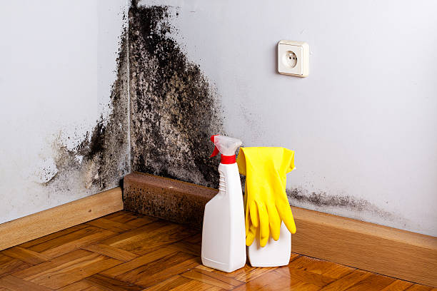 Best Black Mold Remediation in Rutgers University Livingston Campus, NJ
